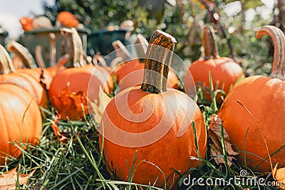 On a green lawn lies a bunch of bright orange pumpkins Stock Photo