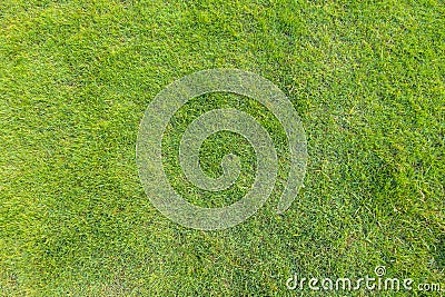 Green lawn pattern, Green grass natural background. Stock Photo