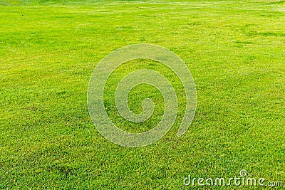 Green lawn pattern, Green grass nature background. Stock Photo