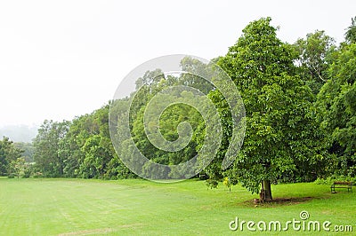 Green lawn and trees Stock Photo