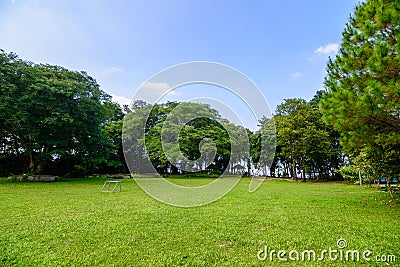 Green lawn and trees in garden Stock Photo