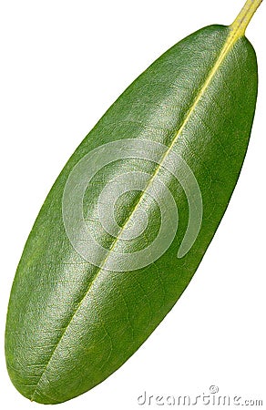 Green Leaf Stock Photo