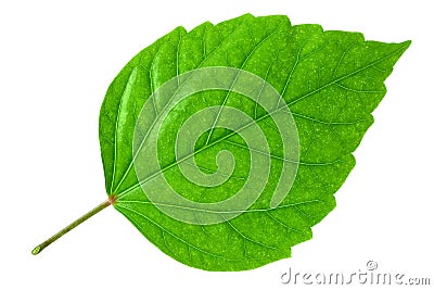 Green leaf Stock Photo