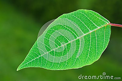 Green Leaf Stock Photo