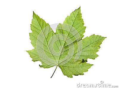 Green leaf Stock Photo