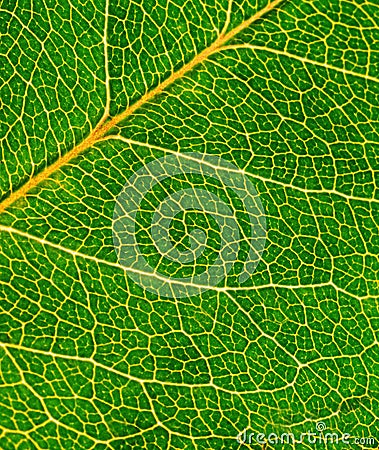 Green leaf Stock Photo