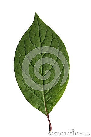 Green leaf Stock Photo