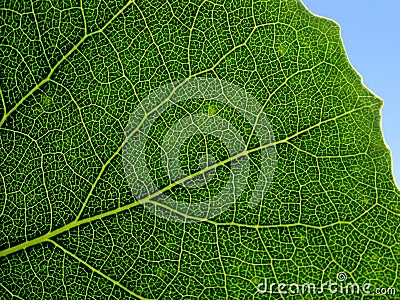 Green leaf. Stock Photo