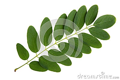 Green leaf of acacia tree Stock Photo