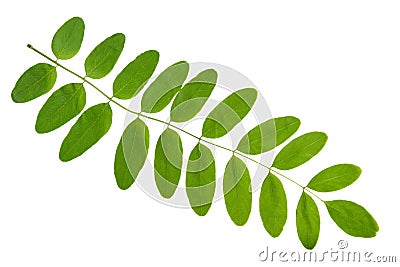 Green leaf of acacia tree isolated on white background Stock Photo