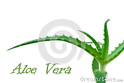 Green leaf aloe vera Stock Photo