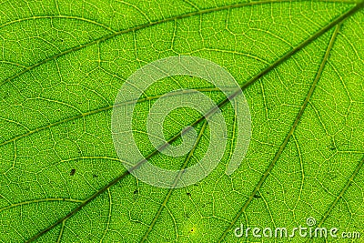 Close up of green leaf texture Stock Photo