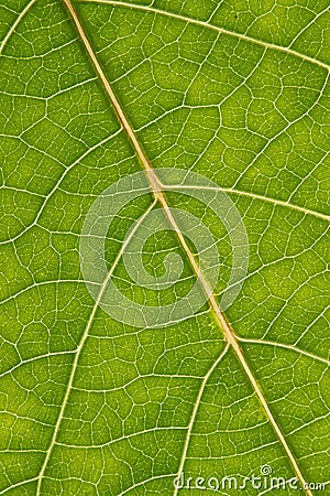 Green leaf with anatomy and structure, macro view Stock Photo