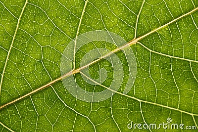 Green leaf with anatomy and structure, macro view Stock Photo