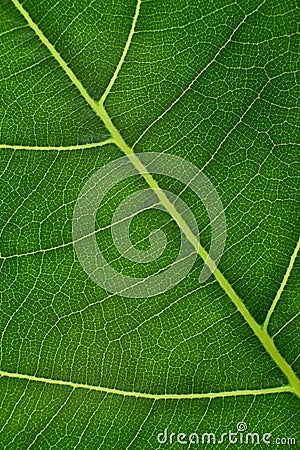 green leaf with anatomy and structure, macro view anatomy and texture green leaf Stock Photo