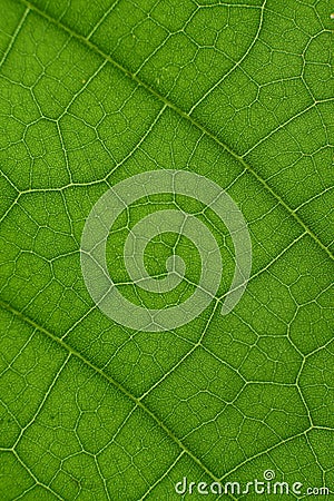 green leaf with anatomy and structure, macro view anatomy and texture green leaf Stock Photo