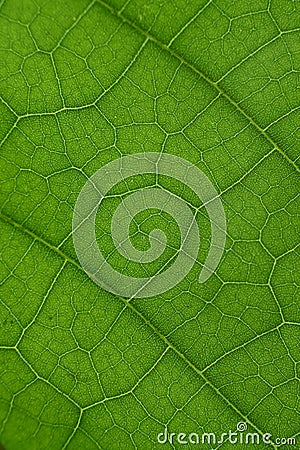 green leaf with anatomy and structure, macro view anatomy and texture green leaf Stock Photo