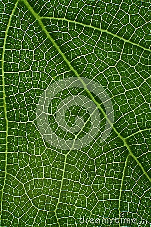 green leaf with anatomy and structure, macro view anatomy and texture green leaf Stock Photo