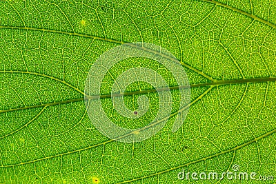 Close up of green leaf texture Stock Photo