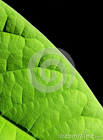 Green leaf background Stock Photo