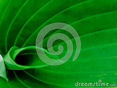 Green leaf background Stock Photo