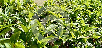 Green leaf background Stock Photo