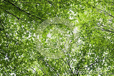 Green leaf background Stock Photo