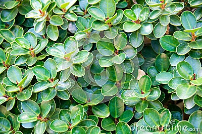 Green leaf banyan ( Ficusannulata Blume ) abstract background Stock Photo