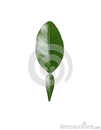 Green leaf of bergamot plant isolated on white Stock Photo