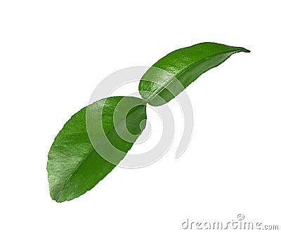 Green leaf of bergamot plant isolated on white Stock Photo