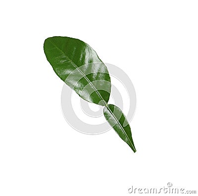 Green leaf of bergamot plant isolated on white Stock Photo