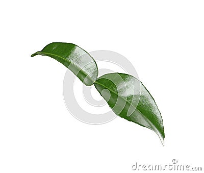 Green leaf of bergamot plant isolated on white Stock Photo