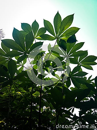 The green leaf in the forest with the blue sky Stock Photo