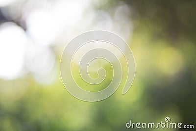 Green leaf bokeh background, abstract background Stock Photo