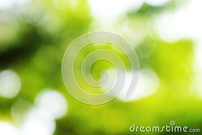 Green leaf bokeh blur Stock Photo