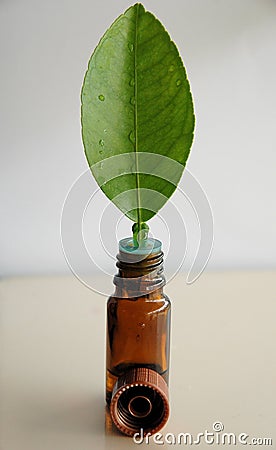 Green leaf and bottle of oil Stock Photo