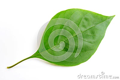 Green leaf of bougainvillea spectabilis wind Stock Photo