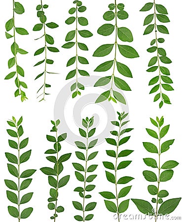 Green leaf branch Stock Photo