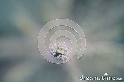 Green leaf bud, Newbie in nature as green background Stock Photo