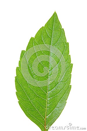 Green leaf of chestnut . Design Element Stock Photo