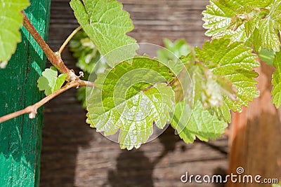 Green leaf of clambering wild vine on facade of wooden house with green window shutter Stock Photo