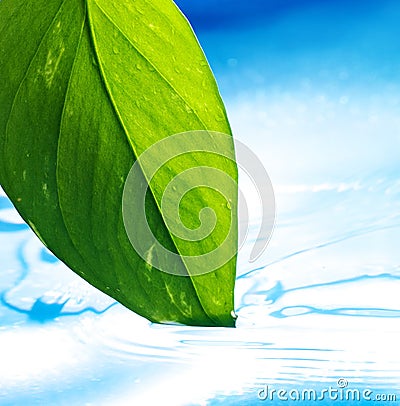 Green leaf and clear blue water Stock Photo