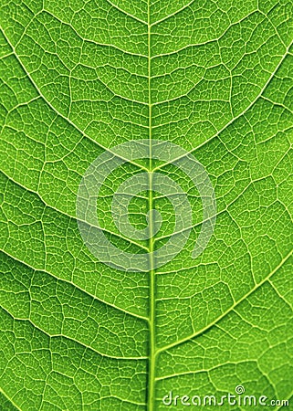 Green leaf close up Stock Photo