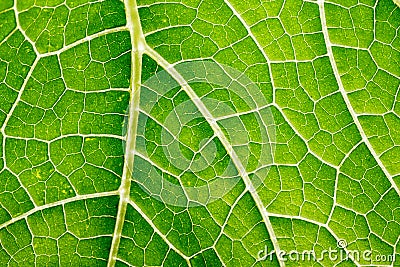 green leaf close up Stock Photo