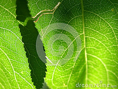 Green leaf closeup 1 Stock Photo