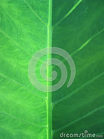 Green Leaf Closeup Stock Photo