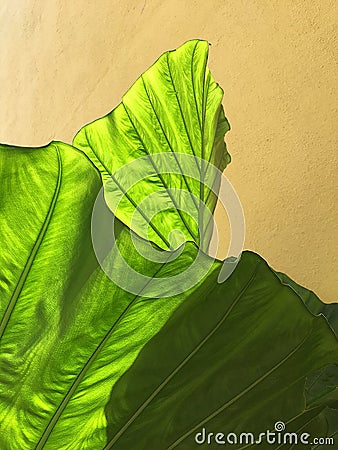 Green leaf closeup full frame abstract digital Cartoon Illustration