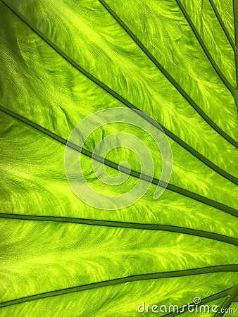 Green leaf closeup full frame abstract digital Cartoon Illustration