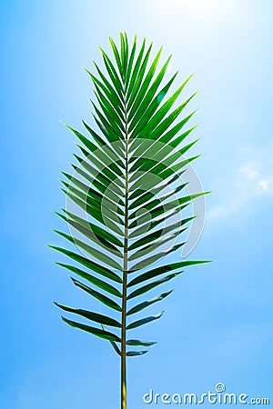 Green leaf of Coconut palm tree on blue sky background Stock Photo