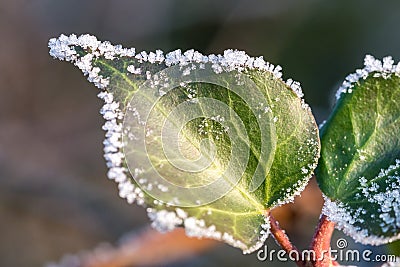 Green leaf covered by ice crystals Stock Photo